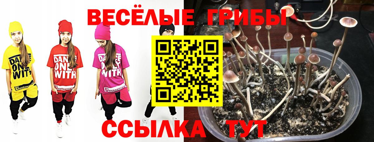 Урюпинск  Галлюциногенные грибы Cubensis  Вход с VPN 